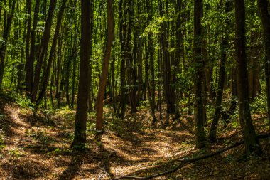 Sabah güneşi ormanı, doğa arka planı, Avrupa kırsalında yaz mevsimi.