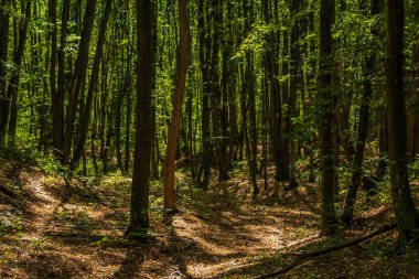 Baharda yeşil orman ve ağaçlar