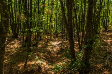 Bir sürü ağacı olan güzel yeşil orman.