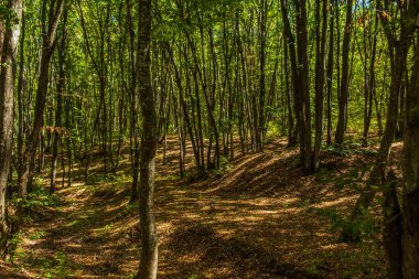 Yaz mevsiminde yeşil orman ağaçları.