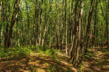 Ağaçlı yeşil orman