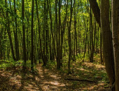 Ağaçların güzel ormanları