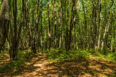 Yeşil bir ormandaki patikanın dikey görüntüsü.