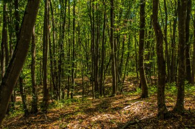 Yaz gününde yeşil ağaçlar ve ağaçlar ormanı