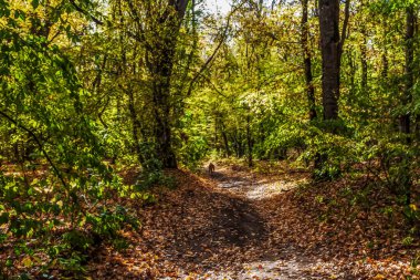 Güzel bir sonbahar ormanı. Arkasında sarı yapraklar ve ağaçlar var.