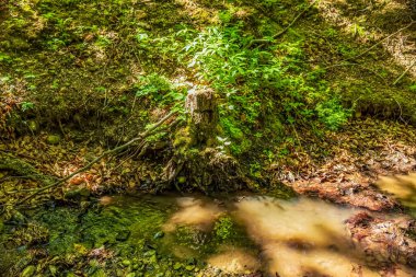 Yazın güzel orman ve nehir