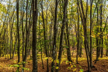 Ağaçlar ve yapraklarla dolu güzel sonbahar manzarası