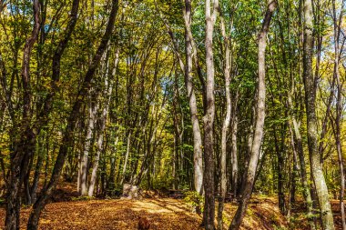 Doğanın güzel manzarası
