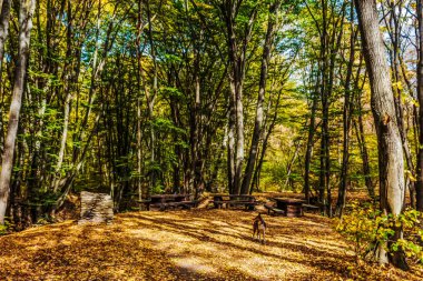 Polonya 'da güneşli bir günde sonbahar ormanı
