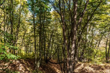 Sonbaharda orman. Sonbaharda ormandaki güzel doğa