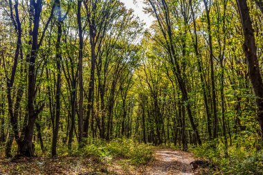 Parkta sonbahar ağaçları, sonbahar mevsimi