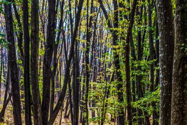Ağaçlar ve yapraklarla dolu sonbahar ormanı