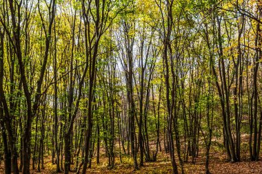 Dağlarda sonbahar ormanı