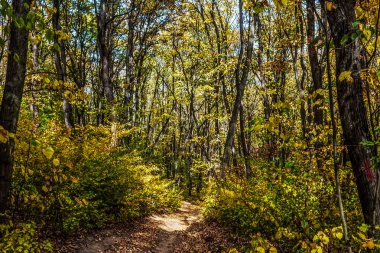 Ormanda patikası olan güzel bir sonbahar manzarası.