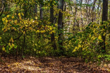 Ormandaki sonbahar ormanı
