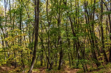 orman ve yeşil ağaçlar