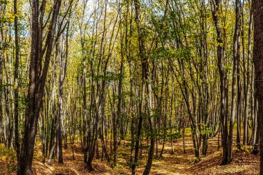Ağaçlar ve yapraklarla dolu sonbahar ormanı