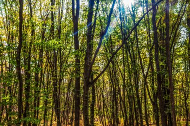 Ormanın güzel manzarası