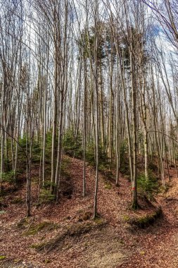 Ormanın güzel manzarası