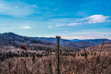 Ormanda bir ağacı olan güzel bir manzara.