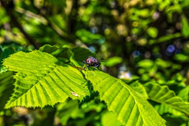 Bir daldaki kırmızı ve beyaz uğur böceğinin yakın çekimi
