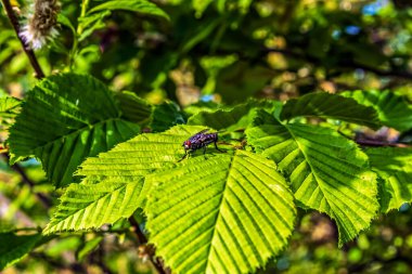 Ağaçtaki yeşil bir böceğin yakın plan fotoğrafı.