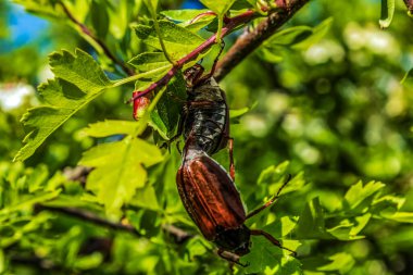 Sonbaharda kestane yaprakları ve kırmızı kestane ağacı