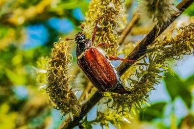 Kırmızı - benekli böcek, böcek, böcek, böcek, daldaki bir böcek