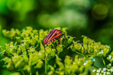Yeşil yaprak üzerinde kelebek, yakın çekim