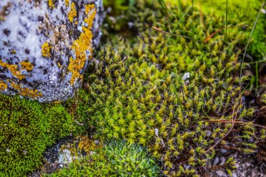 Yerde yosun ve yosun var.