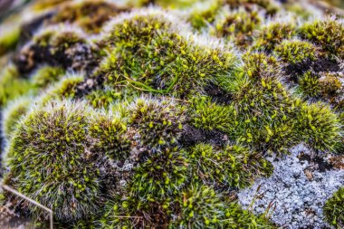 Ormandaki ağaçta yosun var. makro görünüm