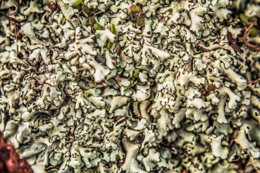 Çam ağacının kabuğu yosun ve yosun ile.