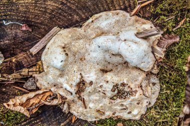 Ağaç kütüğündeki mantar, kapat.
