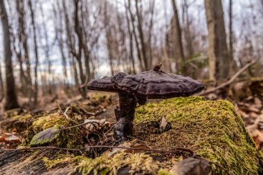 Ormanın zeminindeki mantarlar..