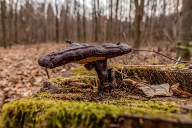 Ormanda devrilmiş bir ağaç gövdesiyle mantarın dikey görüntüsü.