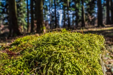 Ormandaki bir ağacın gövdesinde yeşil yosun.