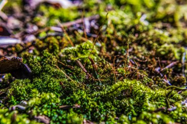 Ağaçtaki yosun ve yeşil yosun