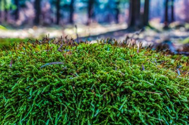 Ağaçtaki yeşil yosun