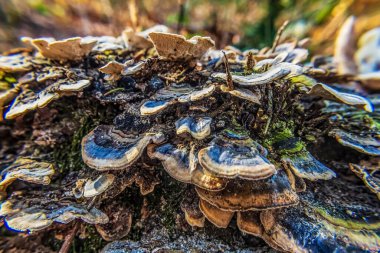 Ormandaki sonbahar ormanında mantar