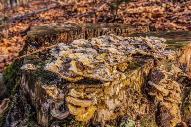 Ağaç gövdesinde mantarlar