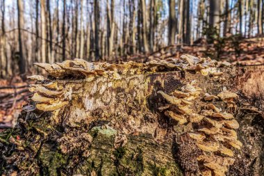 Mantarlı ağaç gövdesini kapat