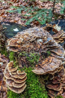 Yere düşen yapraklı bir ağaç gövdesinin dikey görüntüsü.