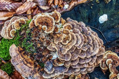 Ormandaki ağaç kütüğündeki mantarlar