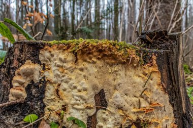 Ormanda mantarlı eski ahşap tahta.
