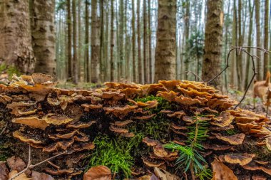 Ormandaki ağaç kütüğündeki orman mantarları