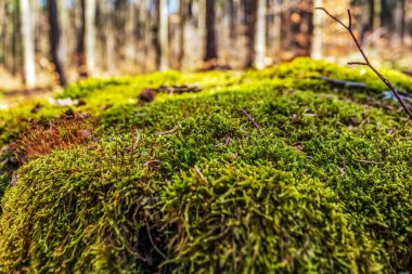 Ağaç gövdesinde yosun