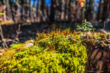 Sonbahar ormanındaki ağaç kütüğündeki yeşil yosun.