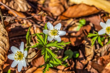 Bahar Ormanında beyaz şakayık