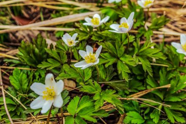 Çiçek açan çiçekler, doğa arka plan bahar
