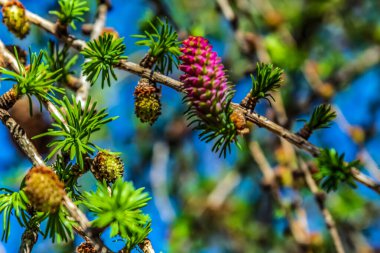 Doğada ladin konileri.